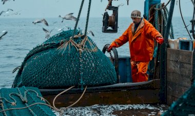 Журналист рассказал о том, как в погоне за прибылью уничтожаются рыбные запасы Баренцева моря